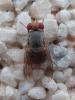 Prosopomyia pallida